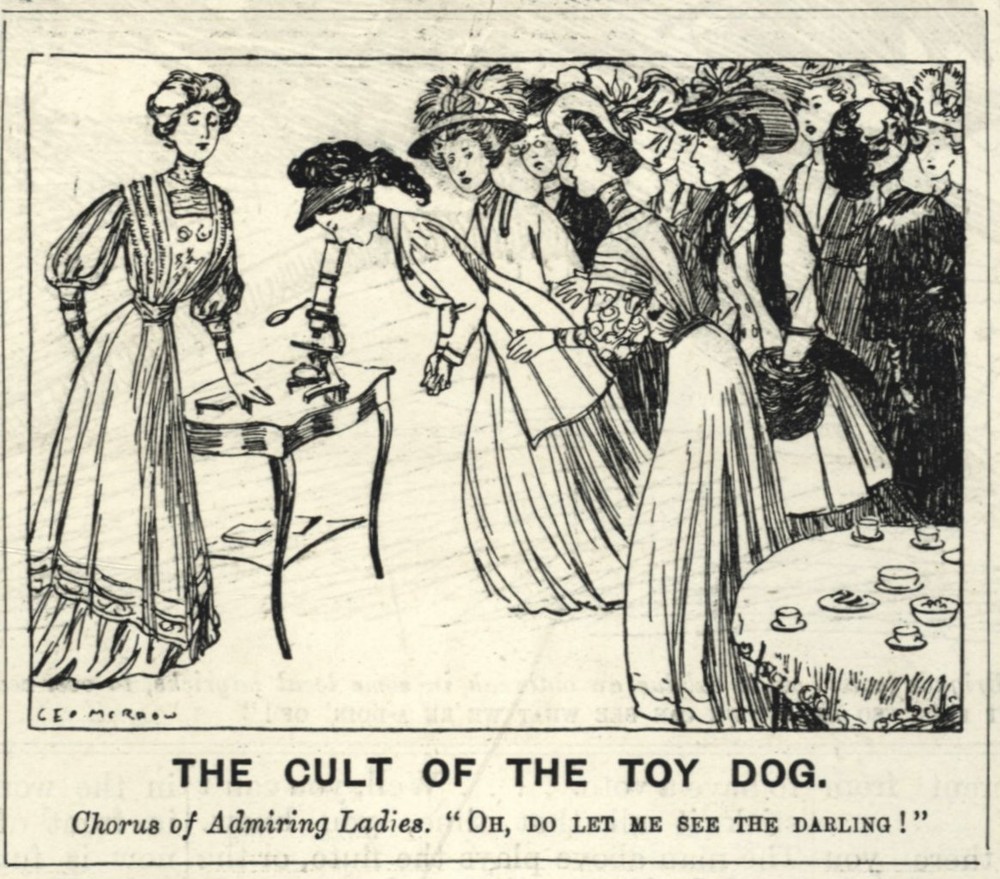 Vintage 1908 Punch Cartoon Small Toy Dog Mania Cult Satire