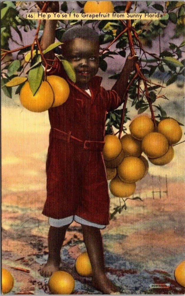 1953 Florida Grapefruit Grove Postcard - Child Picking Fruit, St. Petersburg