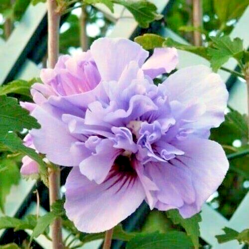 Hollyhock Blue Double Flower Seeds For Home Gardening ( Pack Of 50 Seeds )