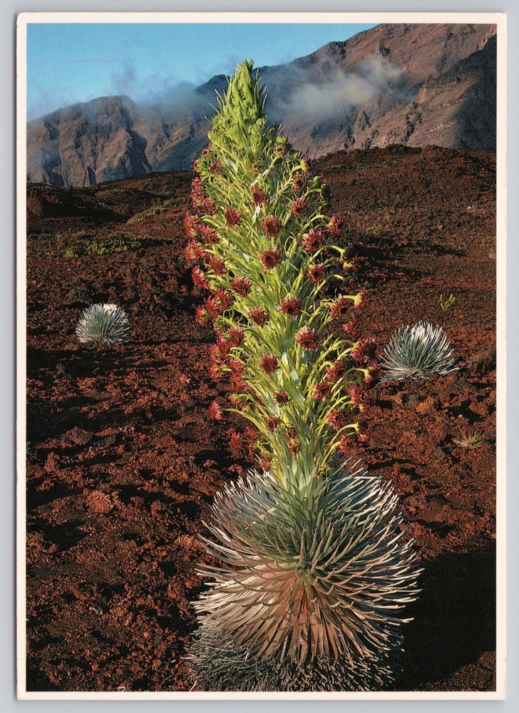 Maui Hawaii, Haleakala Volcano Rare Exotic Silversword in Bloom Vintage Postcard