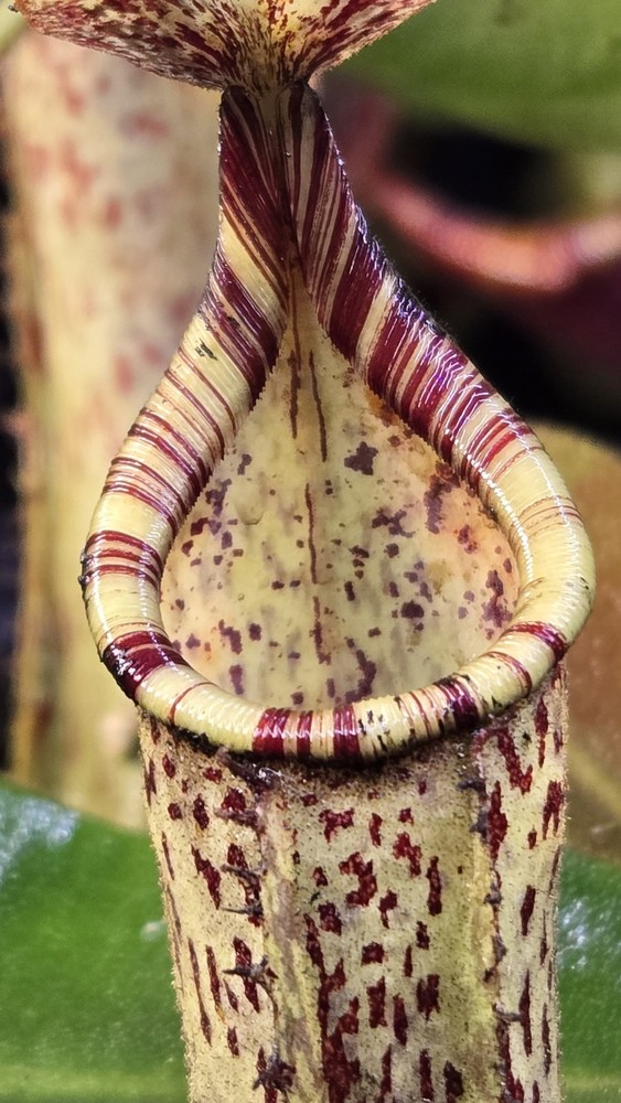Nepenthes Veitchii  Lowland X Vogelii  Car 0726