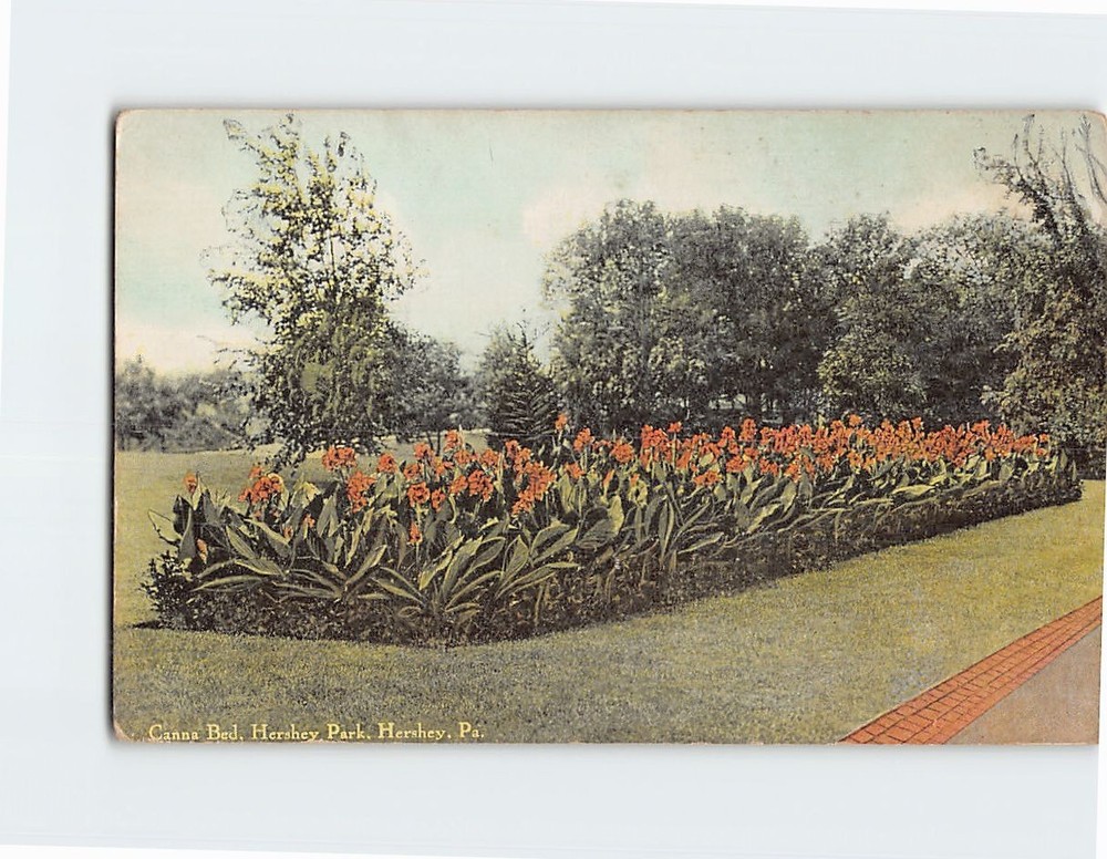 Postcard Canna Bed Hershey Park Hershey Pennsylvania USA
