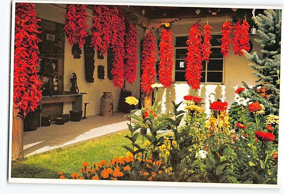 Postcard Chili Peppers New Mexico USA