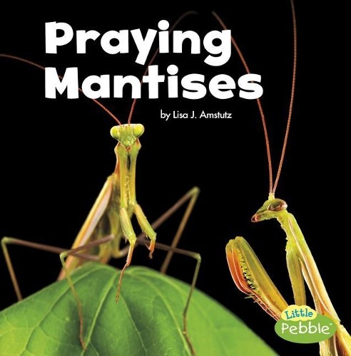 Lisa J Amstutz Praying Mantises (Little Critters) (Paperback)Another great item from Rarewaves USA | Free delivery!