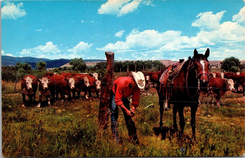 Vintage Cowboy Fence Repair with Grazing Cattle Postcard