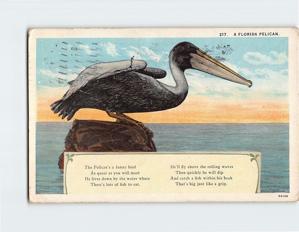 Postcard Pelican Poem A Florida Pelican Bird