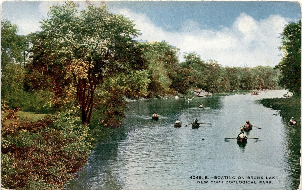 Bronx Lake, New York Zoological Park, American Colortype Company, New Postcard