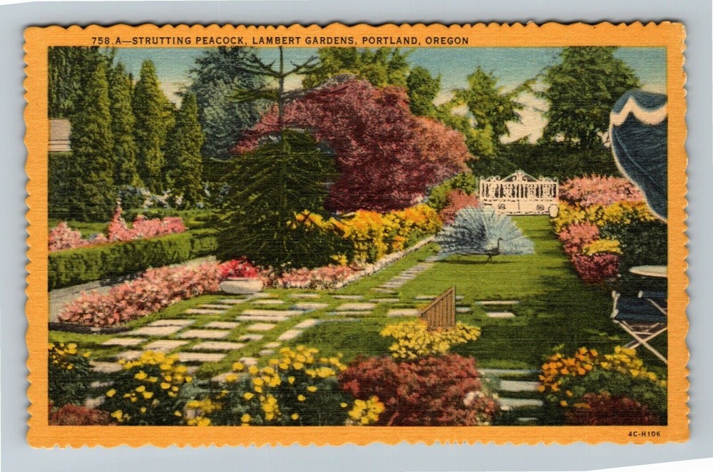Portland OR-Oregon, Strutting Peacock, Lambert Gardens, Vintage Postcard