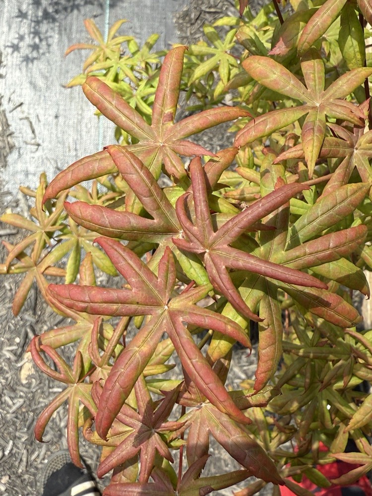 Acer Palmatum - Peve Starfish - Japanese Maple-image