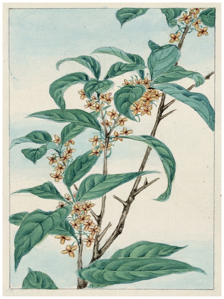 7800.Decoration Poster.Home Room wall interior art design.Japanese plant decor