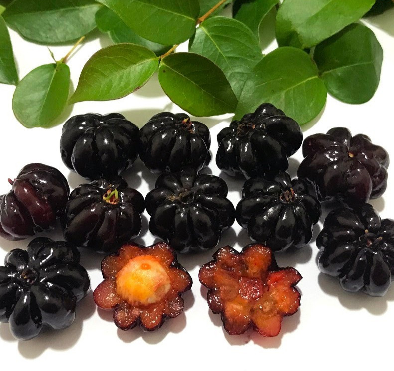 Pitanga Preta - Eugenia Uniflora