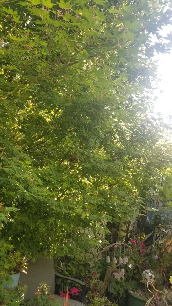 Japanese Green Maple Acer Palmatum Six Stem CUTTINGS For Propagation-image