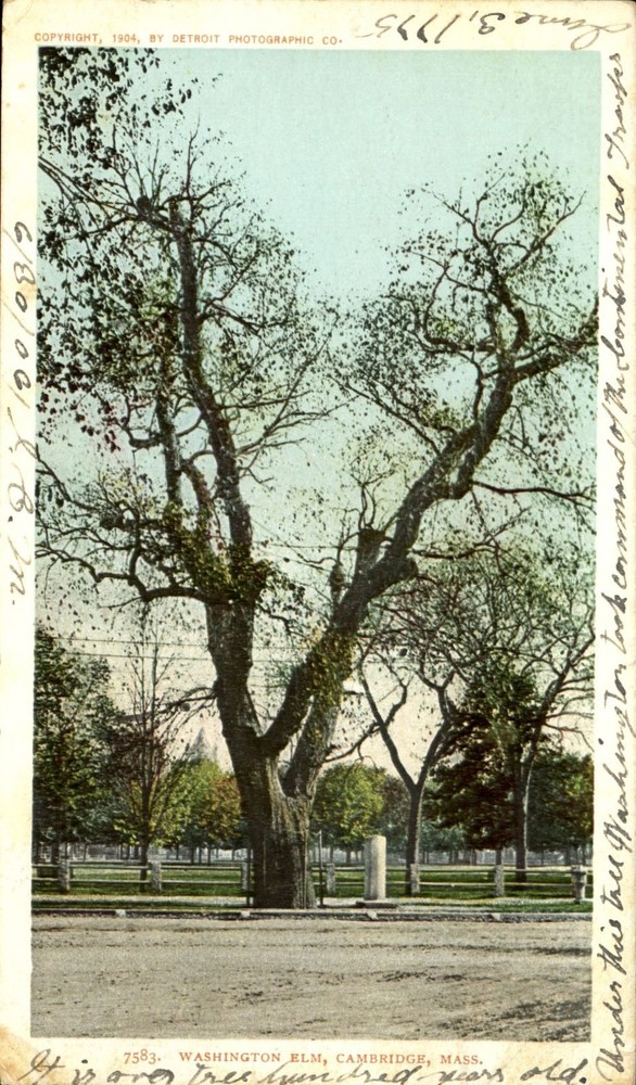 Washington Elm Tree Cambridge Massachusetts MA UDB mailed 1906