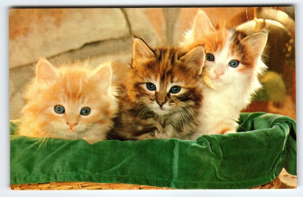 Cats Seated Vintage Lithograph Postcard of Three Kittens in Basket