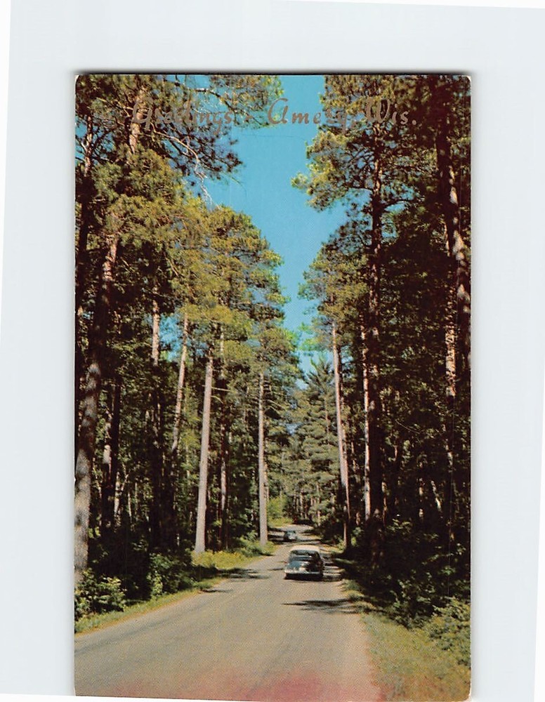Postcard Majestic Norway Pines Northern Lake Country