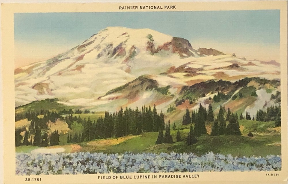 Rainier National Park Blue Lupine Paradise Valley Washington Postcard VTG Linen