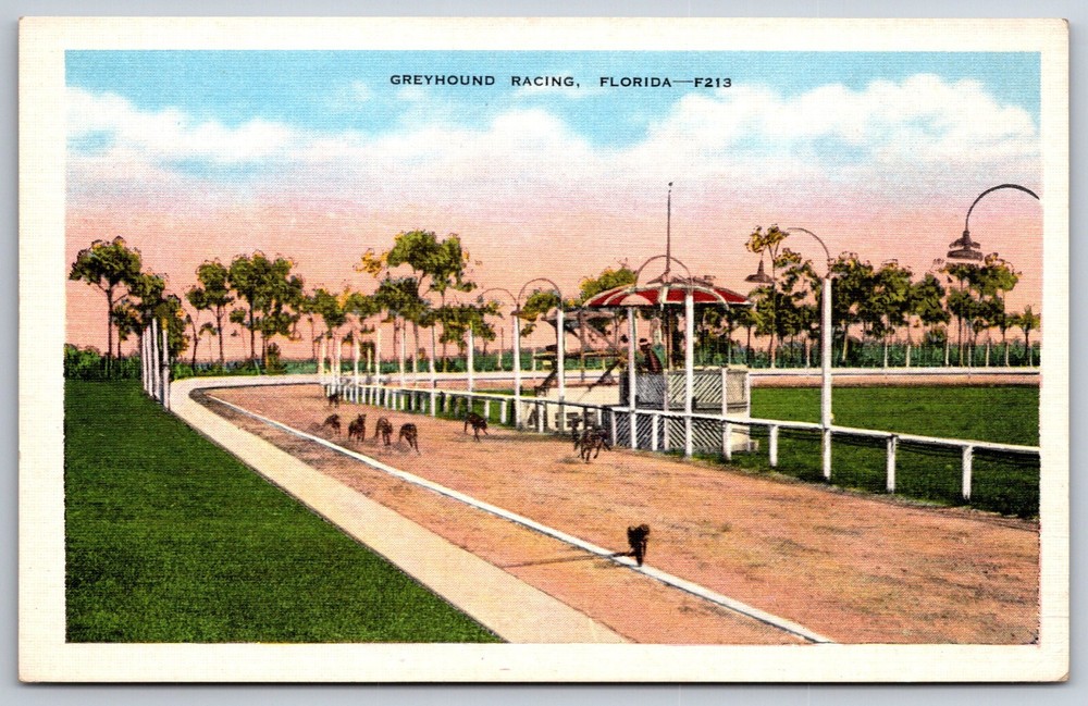 Sports~Florida~Greyhound Dog Racing View Along Track~EC Kropp Vintage Postcard