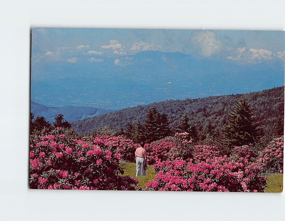 Postcard Rhododendron Garden Roan Mountain North Carolina-Tennessee USA