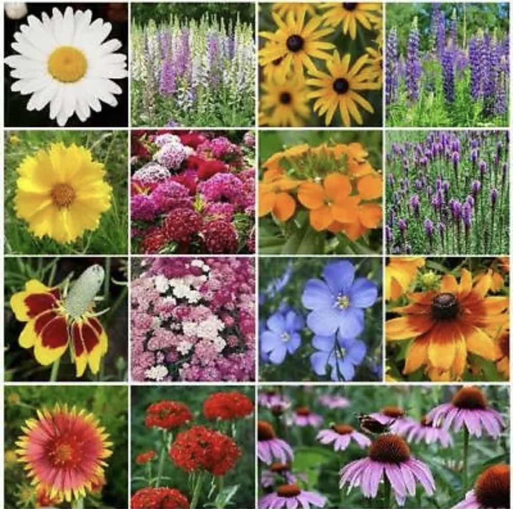 ALL PERENNIAL Mix 15 Species Flowers Butterflies Bees HEIRLOOM Non-GMO 500 Seeds