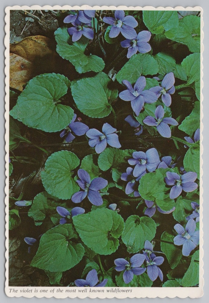 Flowers~Group of Violets~Well Known Wildflowers~Continental Postcard