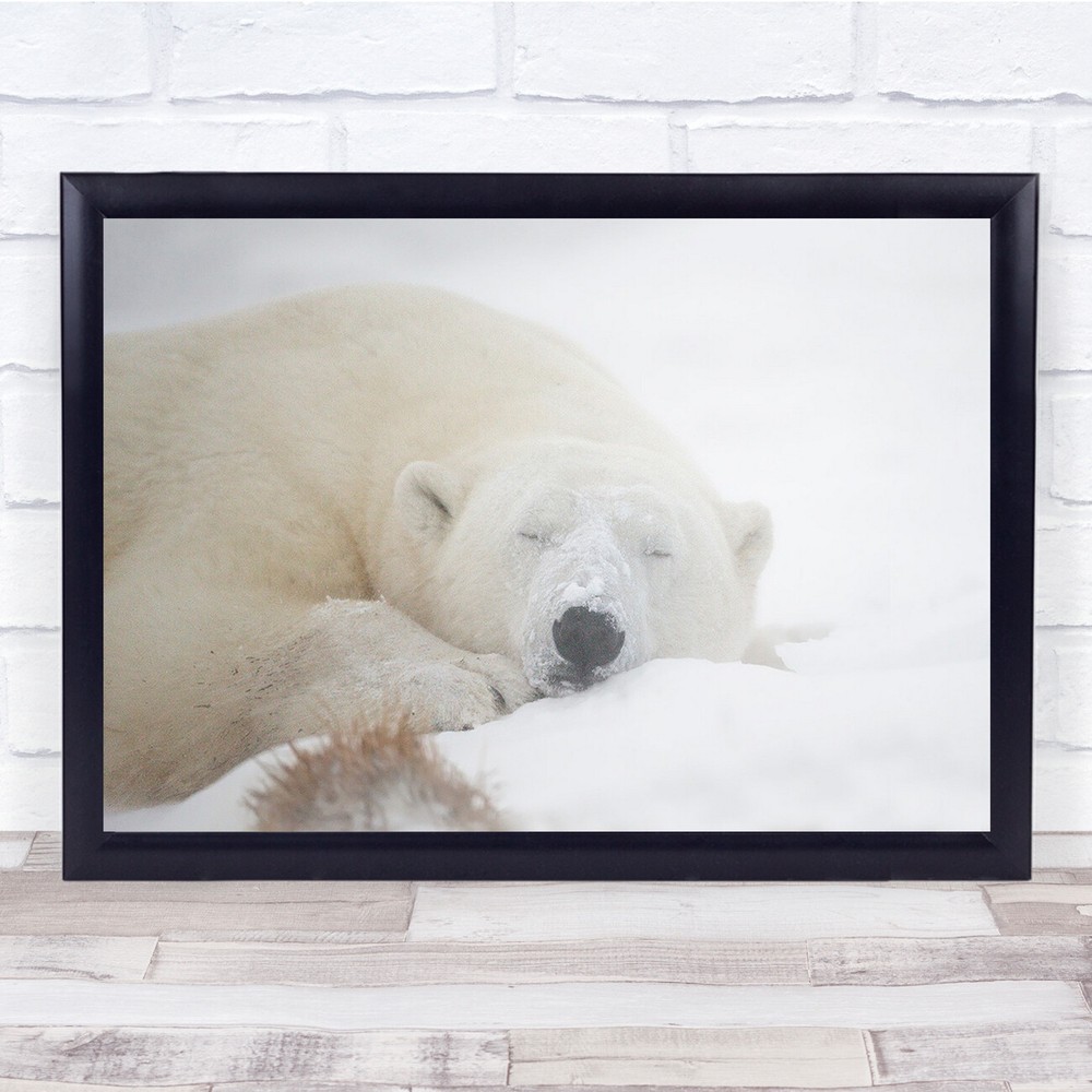 Canada Polar Bear Sleep Sleeping snow Wall Art Print