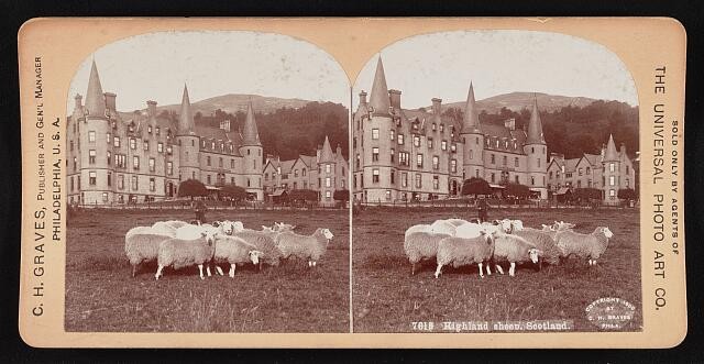 Photo:Highland sheep, Scotland 1900