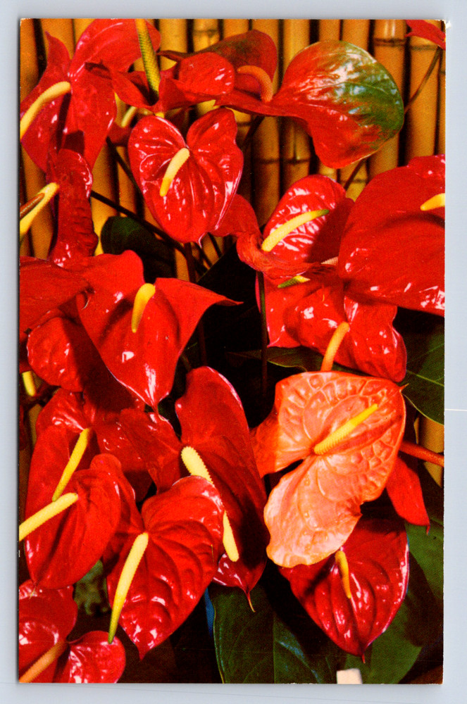 Vintage Postcard Red Anthurium Hawaii Floral Blossoms