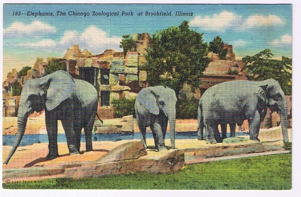 Illinois Postcard Brookfield Elephants Chicago Zoological Park