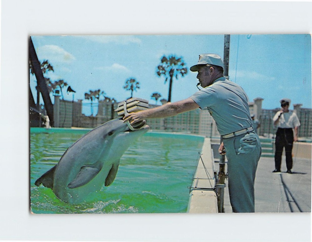 Postcard Porpoises Attending School at Marineland of Florida St. Augustine FL