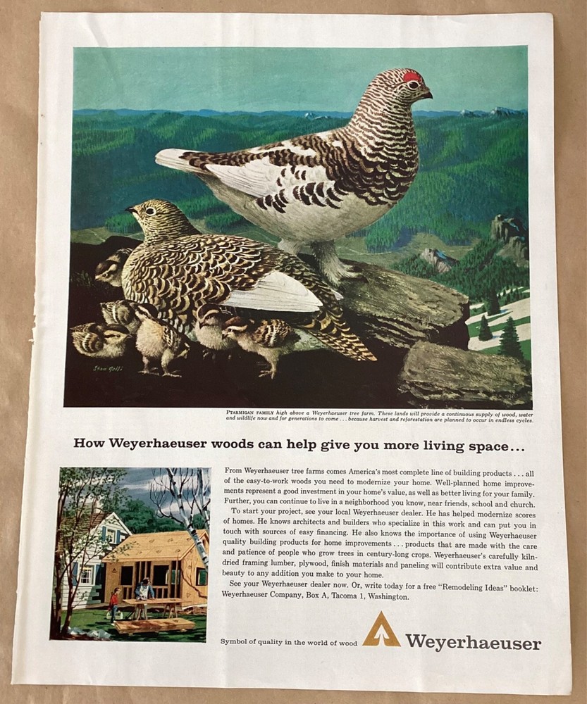Weyerhaeuser print ad 1963 orig vintage 1960s retro art Stan Gelli illustration