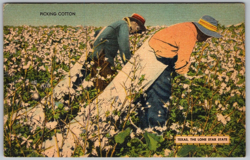 Vtg Linen Postcard Cotton Picking Field Workers Texas, US 1940s