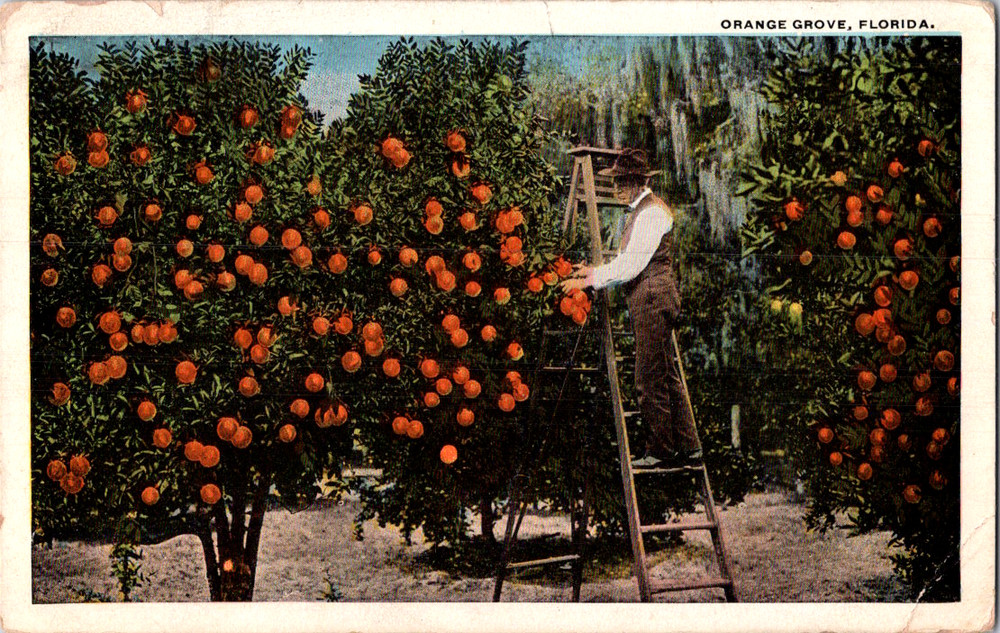 Vintage Postcard Florida Orange Grove Man Picking Fruit From Ladder Citrus Orcha