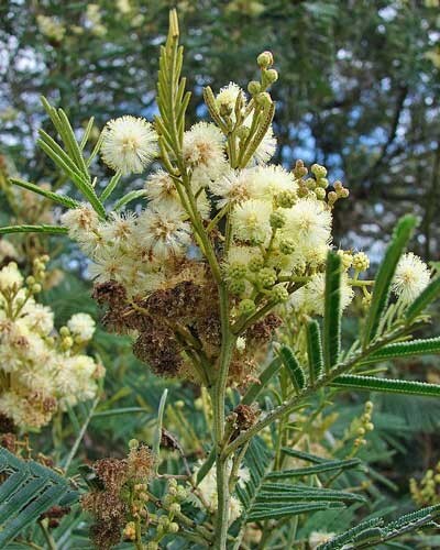 Acacia mearnsii | Black or Green Wattle | 100 Seeds-image