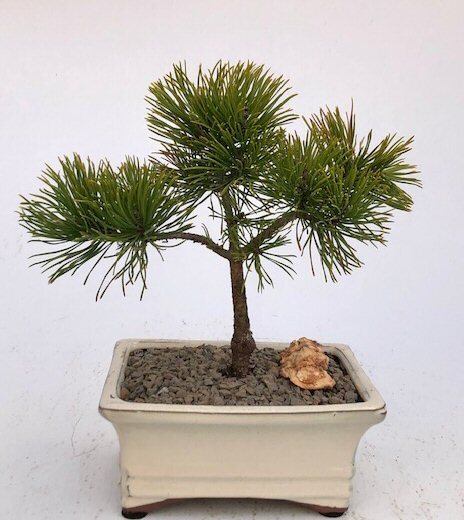 Mugo Pine Bonsai Tree Live Dwarf Pinus Mugo Valley Cushion Plant 7'' Tall