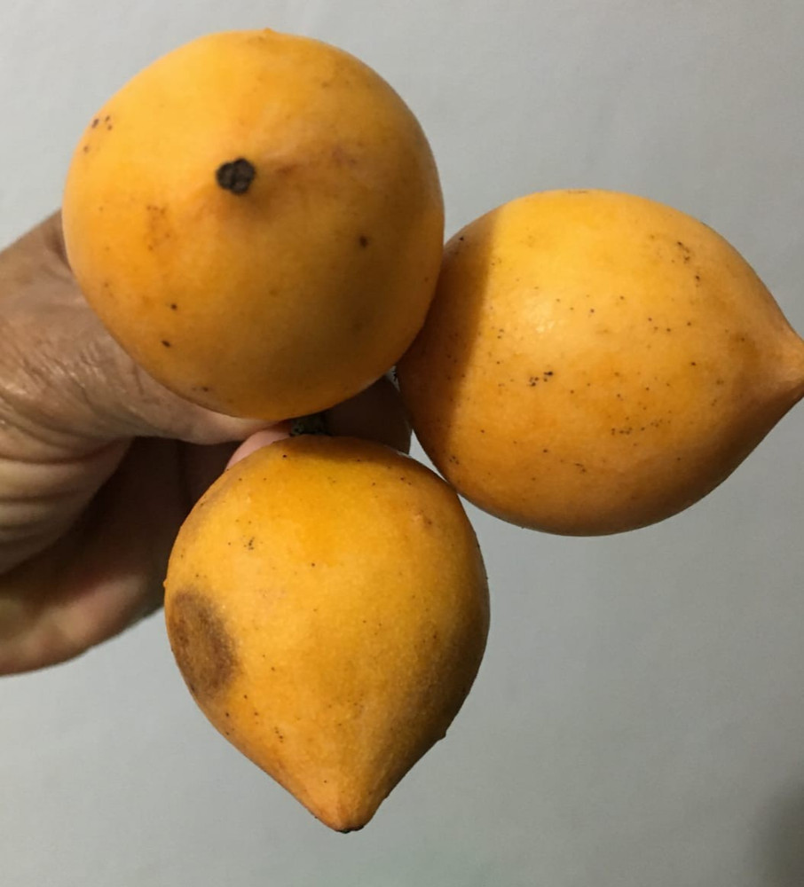 Garcinia sp. Peito de Moçaarg