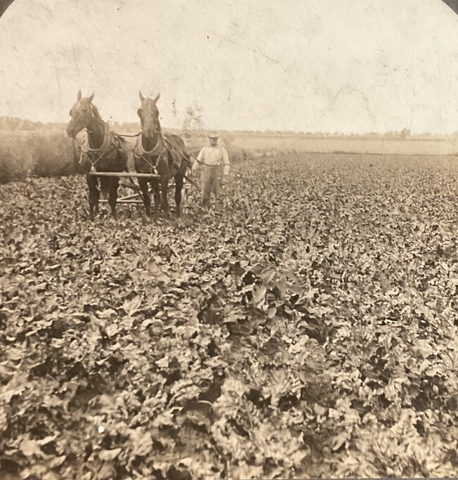 1920s Keystone Postcard Hasty CO Sugar Beet Field Horse Team Cultivation SB10