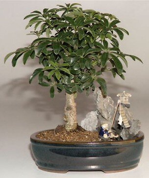 Hawaiian Umbrella Bonsai Tree Live Stone Landscape Scene Indoor Plant 9