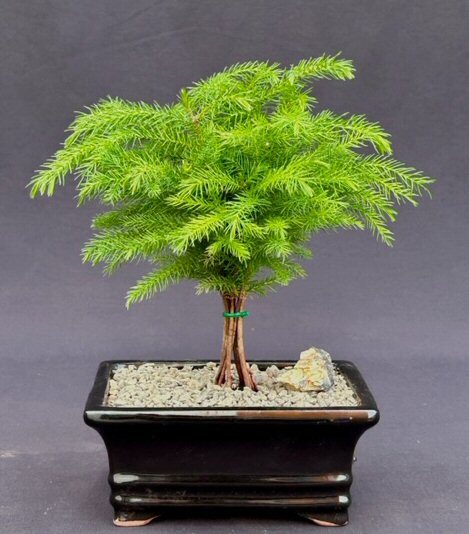 Pine Bonsai Tree Live Norfolk Island Dwarf Medium Araucaria Heterophila 11