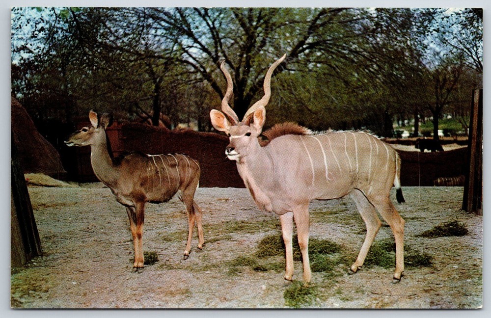 Animals~Missouri~Greater Kudu Antelope King @ St Louis Zoo Park~Vintage Postcard