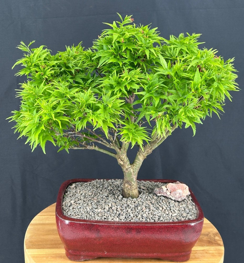 Dwarf Japanese Maple Bonsai Tree 25