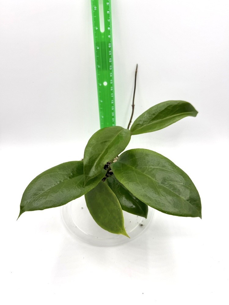 Hoya vorapol Well Rooted Plant