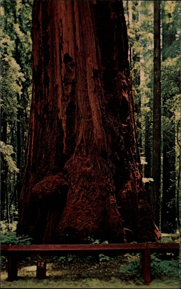 Santa Cruz California Giant Redwood tree 51 feet circumference vintage postcard