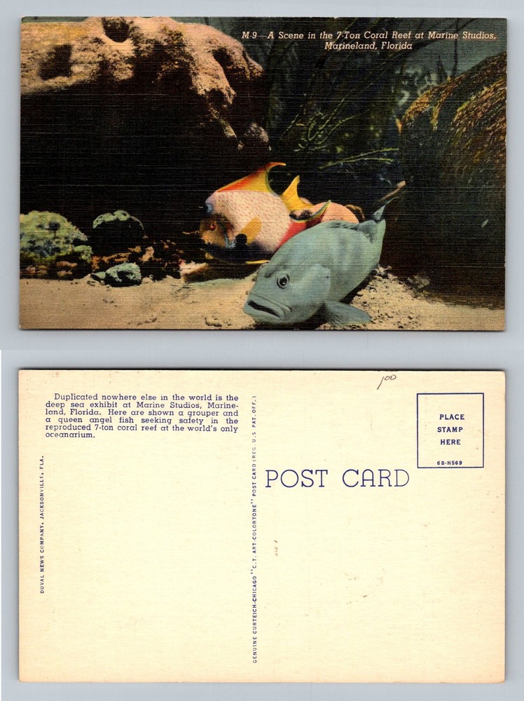 Marineland, FL-Florida, 7-Ton Coral Reef Grouper & Angel Fish Vintage Postcard