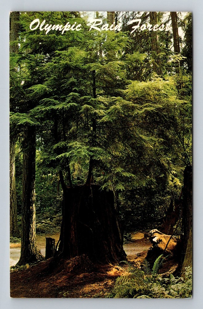 Olympic National Park WA-Washington Rain Forest Nurse Tree Lush Vintage Postcard
