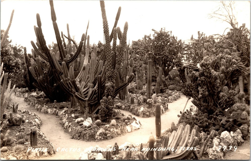 Desert Beauty at Pirtle Cactus Garden Edinburg Texas Vintage Real Photo Postcard