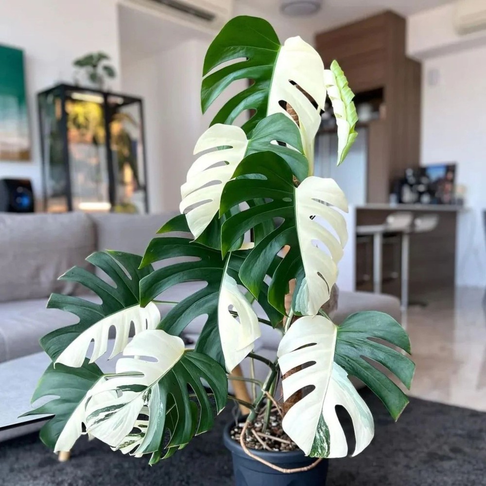 Monstera Halfmoon Albo House Variegated Rare Tropical Starter Plant Cuttings