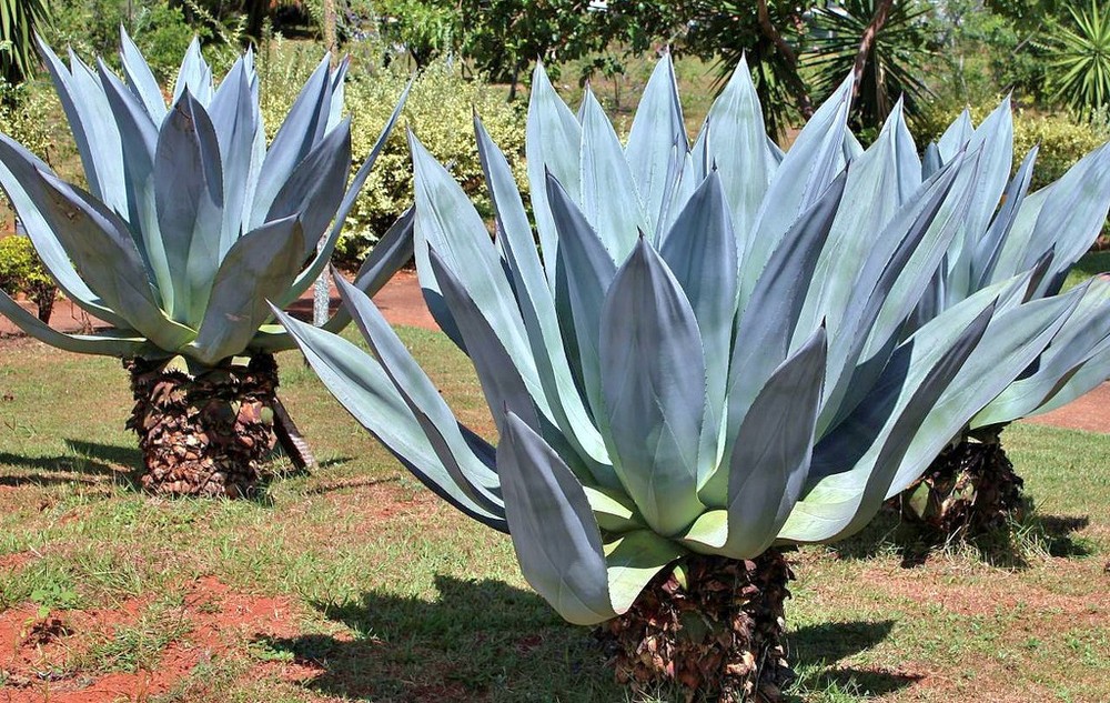 AGAVE AMERICANA, rare succulent century plant seed exotic maguey aloe 50 SEEDS