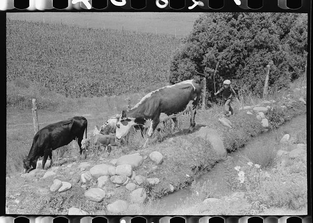 Penasco,New Mexico,NM,Farm Security Administration,FSA,Taos County,1940,5