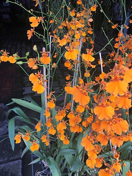 Onc. Gower Ramsey 'Orange Delight' Live Orchid  1B18