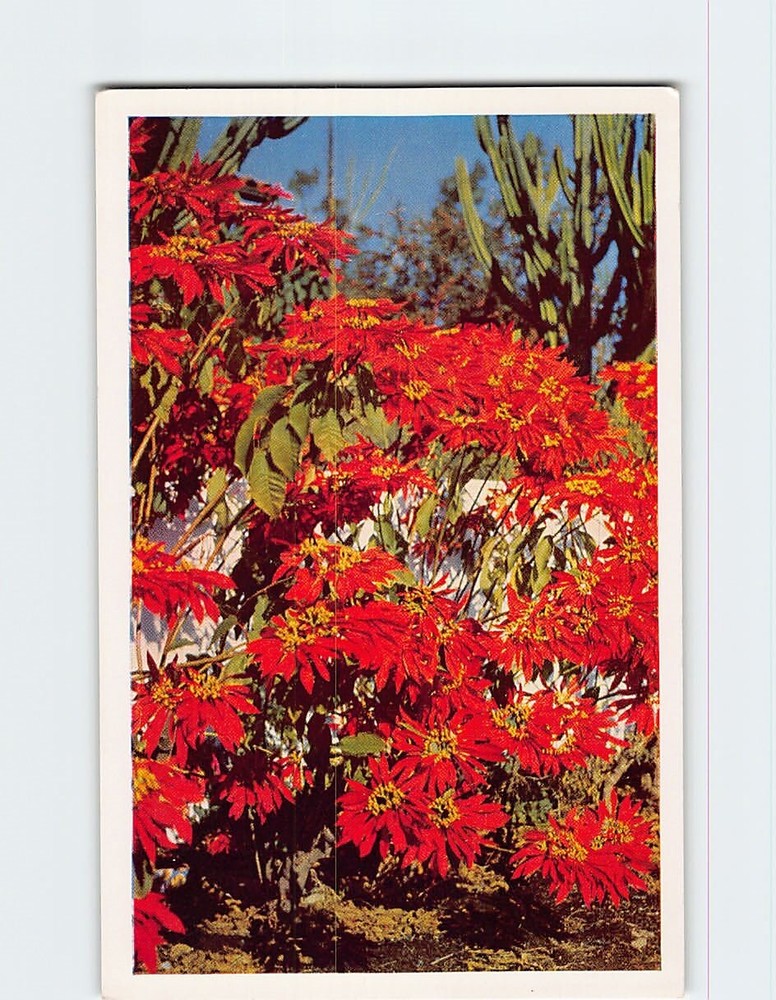 Postcard Poinsettia Flowers